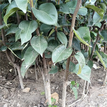 早酥紅梨樹苗什么時候種植果苗基地梨苗