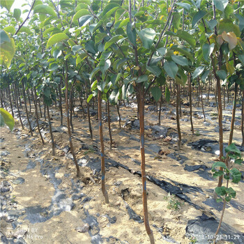 新品種梨樹(shù)苗哪里有賣(mài)果苗基地梨苗