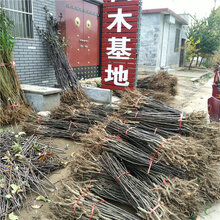 梨树多少钱基地直销图片