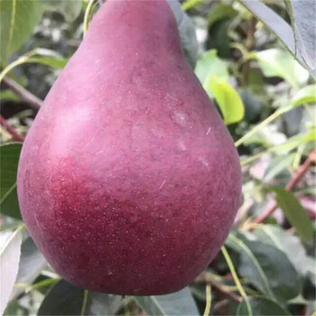 柱狀梨苗哪里便宜果苗基地梨苗