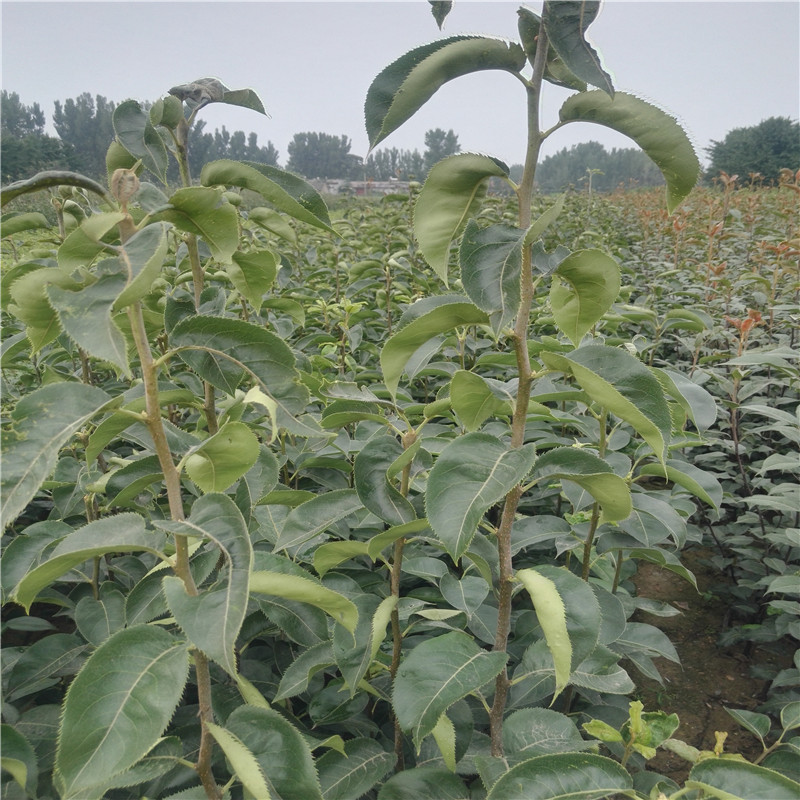 圓黃梨樹(shù)苗哪里有賣(mài) 果苗基地梨苗