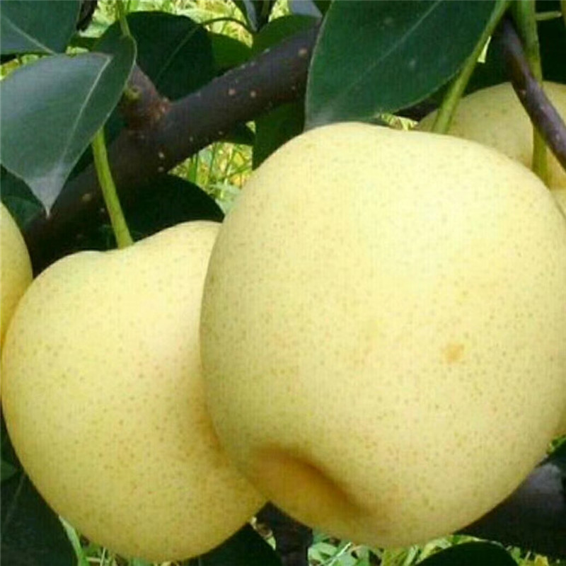 梨苗种植现货供应