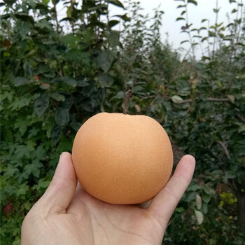 秋月梨苗批發(fā)銀莊農(nóng)業(yè)出售