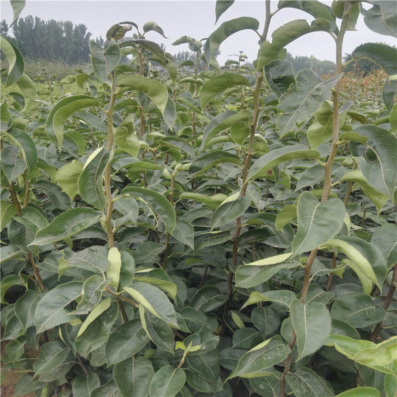 翠冠梨苗哪里有賣(mài) 梨樹(shù)苗供應(yīng)基地