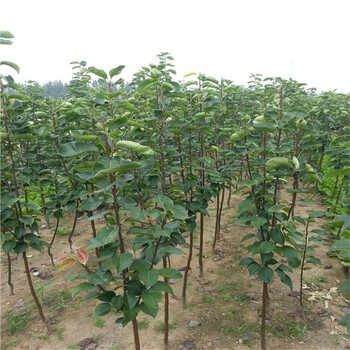 紅梨苗種植方法梨樹苗基地報價