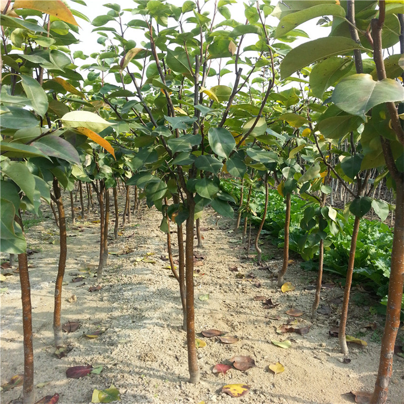 紅梨苗種植 果苗基地梨苗