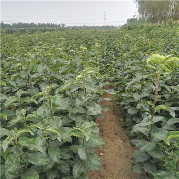 梨苗批發(fā)銀莊農(nóng)業(yè)梨樹苗種植基地