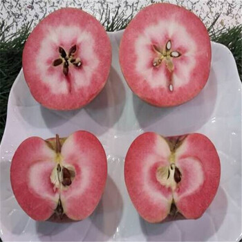 红肉矮化苹果苗价格行情银庄农业
