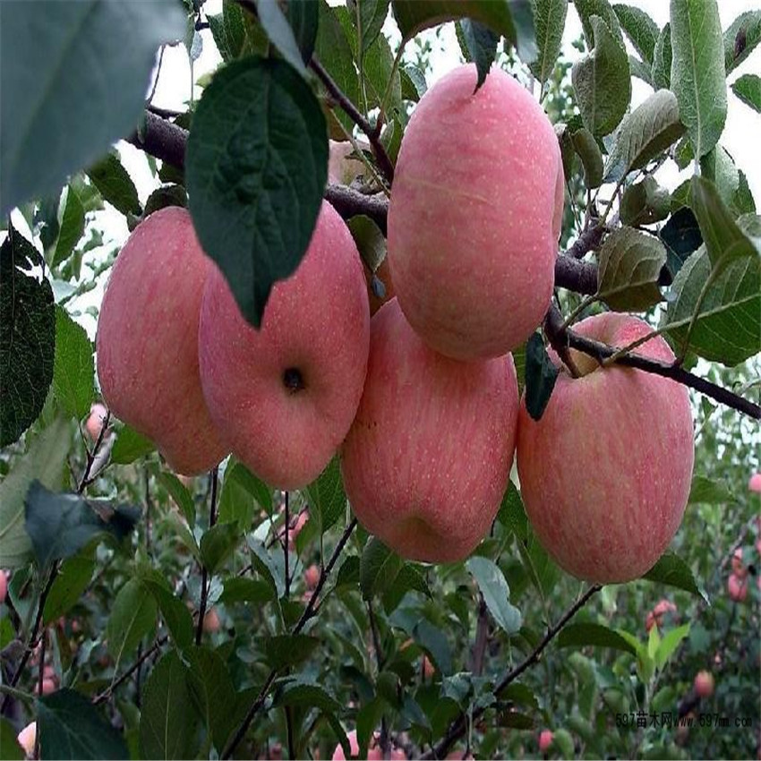 红肉矮化苹果苗价格行情银庄农业