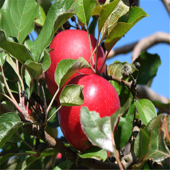 基地大量供應紅色之愛蘋果樹苗紅肉蘋果苗