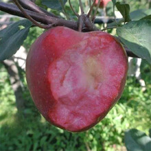 苹果树苗价格行情银庄农业直销图片