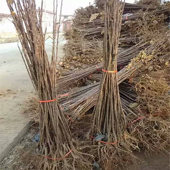 3公分蘋果樹價格，紅肉蘋果苗，蘋果苗新品種介紹