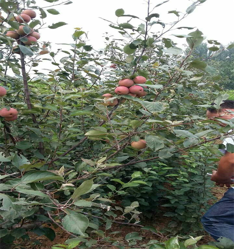 蘋果樹苗新品種蘋果樹苗幾年結果