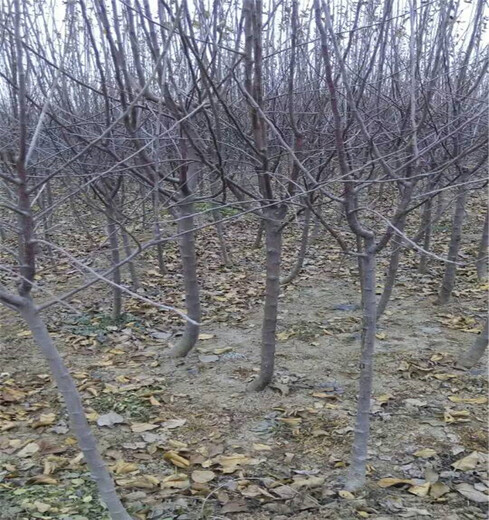 2公分红肉苹果苗几年结果山东苹果树苗基地供应