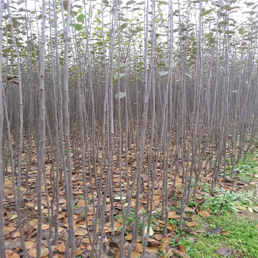 红肉苹果树苗苹果树苗价格