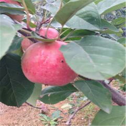 矮化红肉苹果苗基地红肉苹果苗新价格