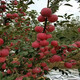 红肉矮化苹果苗价格银庄农业图