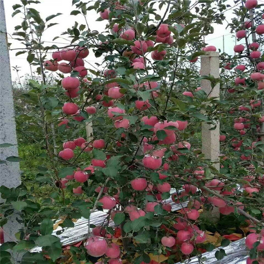 2公分红肉苹果苗多少钱一口棵山东基地供应