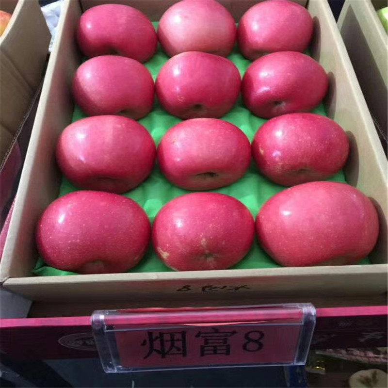 红肉苹果树苗价格行情山东基地供应