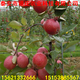 2公分红肉苹果苗基地长期出售苹果树苗几年结果图