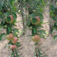 红肉苹果树苗价格行情银庄农业产品图