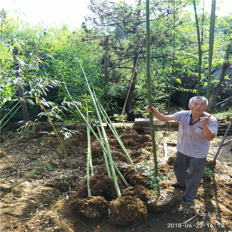 工程竹子苗哪里有卖 自产自销竹苗