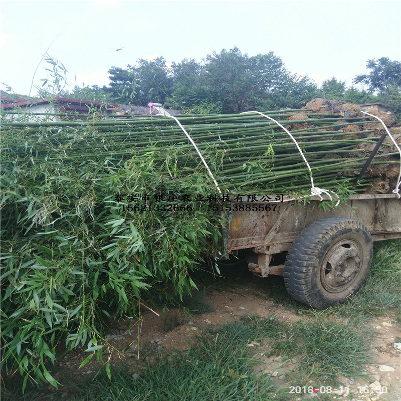 毛竹苗種植 竹苗易成活