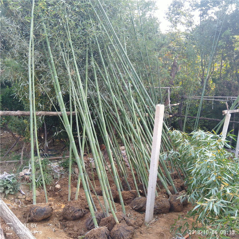 青竹苗批發(fā)市場(chǎng)工程綠化苗木竹苗