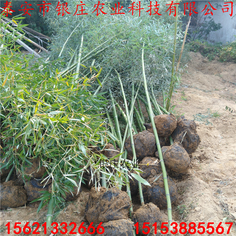 竹子苗批發(fā)市場現(xiàn)挖現(xiàn)賣竹子苗