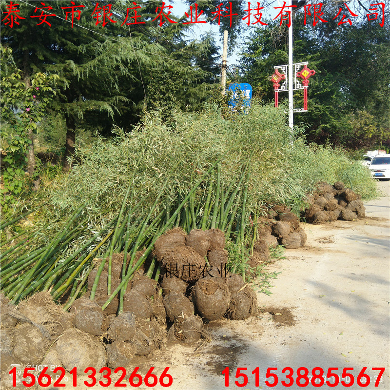 竹子苗價(jià)格工程綠化苗木竹苗