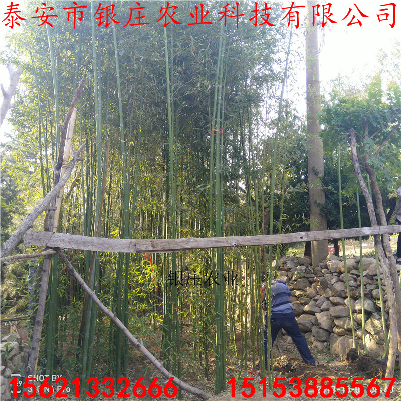 竹苗哪個品種好 竹子苗綠化苗