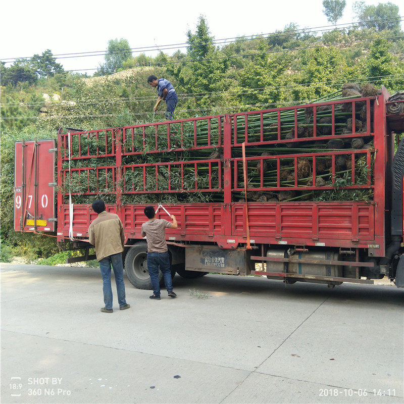 巨龍竹苗促銷價(jià)格 竹苗易成活