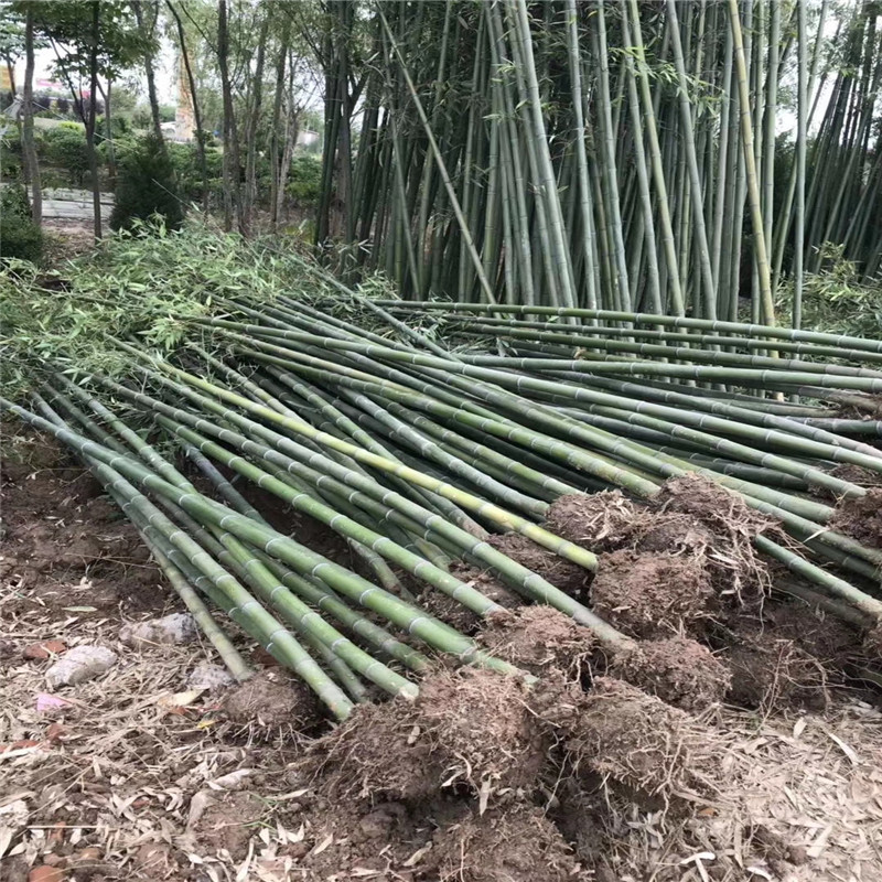 竹子種苗多少錢一株現(xiàn)挖現(xiàn)賣竹子苗