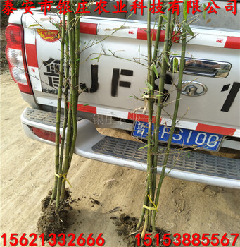 巨龍竹苗哪里便宜竹子培育基地