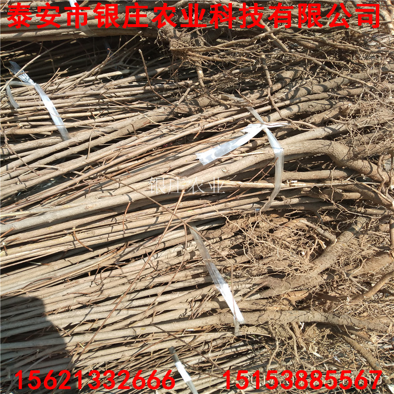銀莊農(nóng)業(yè)出售五角楓苗五角楓苗市場前景如何