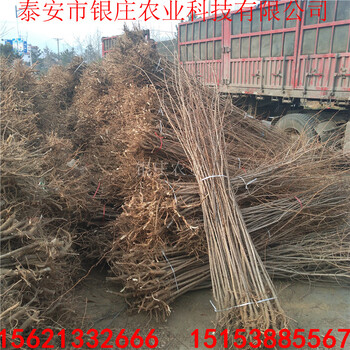 五角楓樹市場(chǎng)前景如何10公分五角楓樹價(jià)格