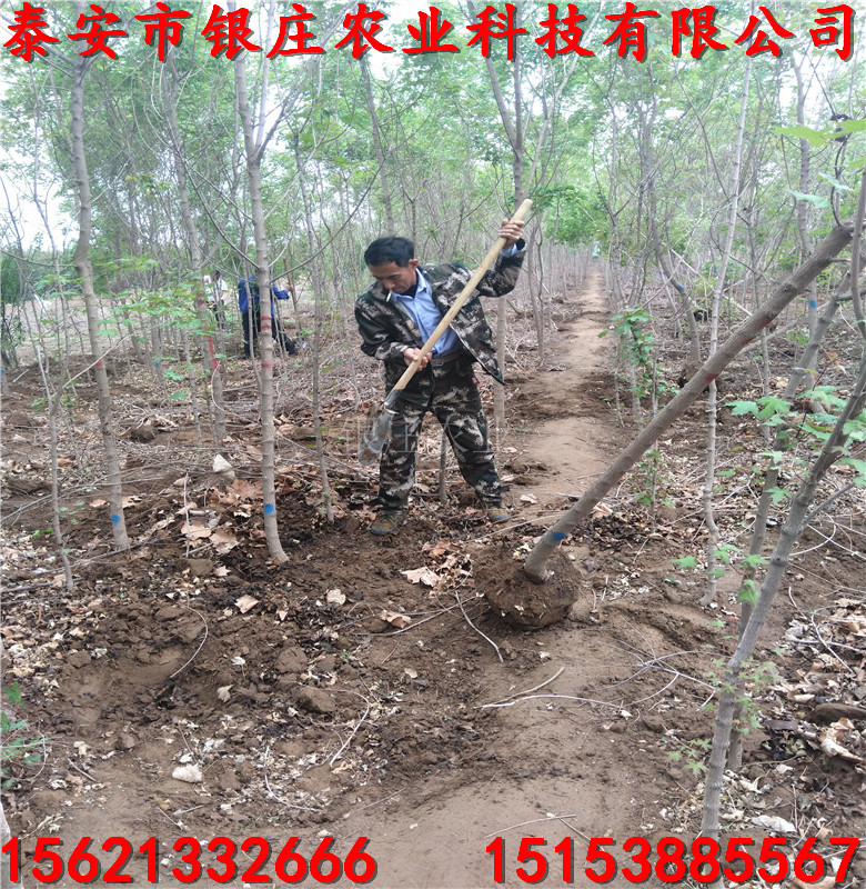 五角楓價(jià)格10公分五角楓樹價(jià)格