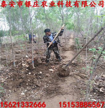 五角楓基地山東五角楓
