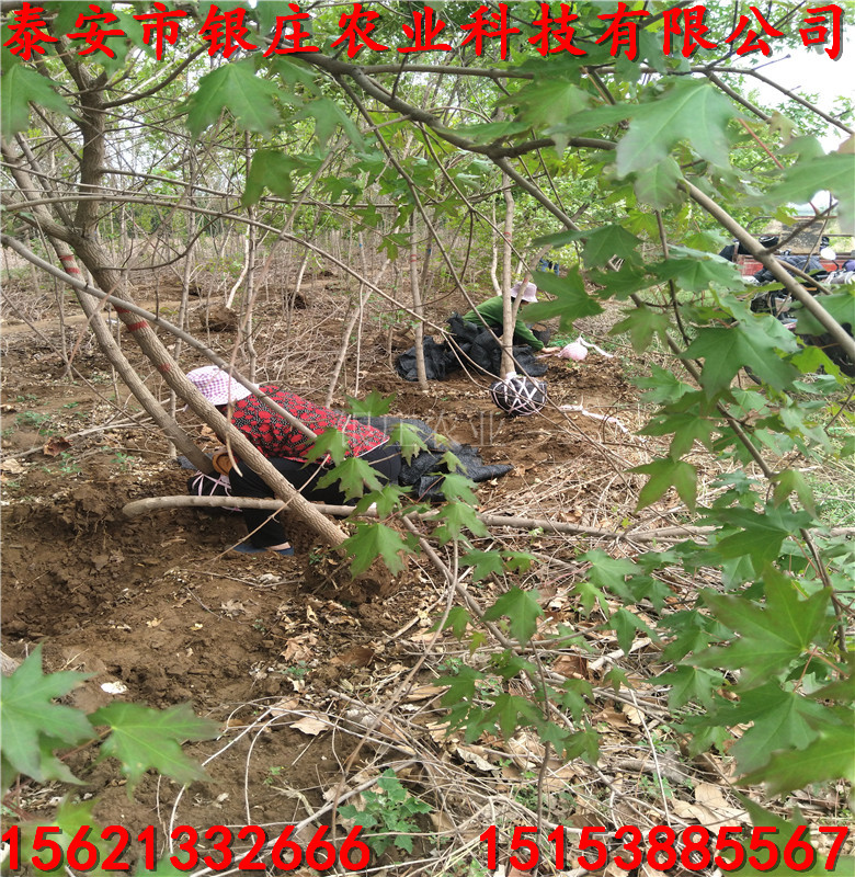 五角楓樹當年苗五角楓苗苗圃出售