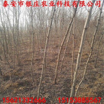 基地刺槐樹苗刺槐圖片