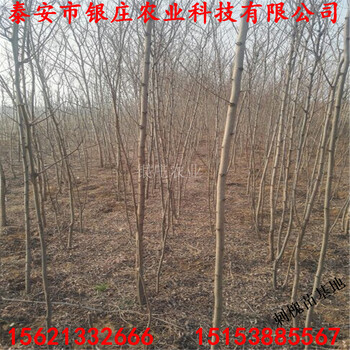 遼寧刺槐樹苗批發(fā)銀莊農(nóng)業(yè)刺槐出售
