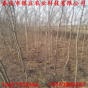 刺槐苗多少錢一棵刺槐樹苗基地出售