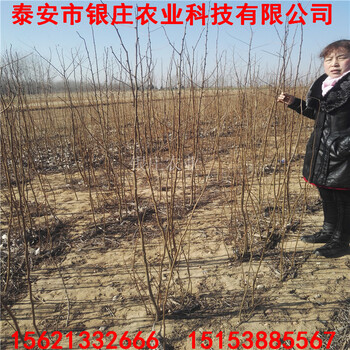 刺槐樹(shù)多少錢(qián)一棵刺槐樹(shù)苗基地出售