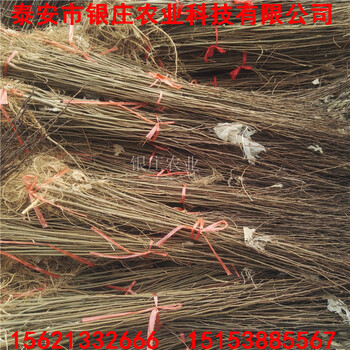 刺槐樹圖片刺槐樹品種