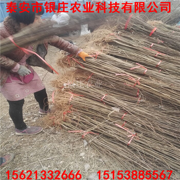 甘肅刺槐樹(shù)苗附近哪里有銀莊農(nóng)業(yè)刺槐出售