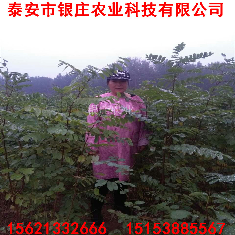 哪里出售刺槐苗 刺槐树苗多少钱一棵