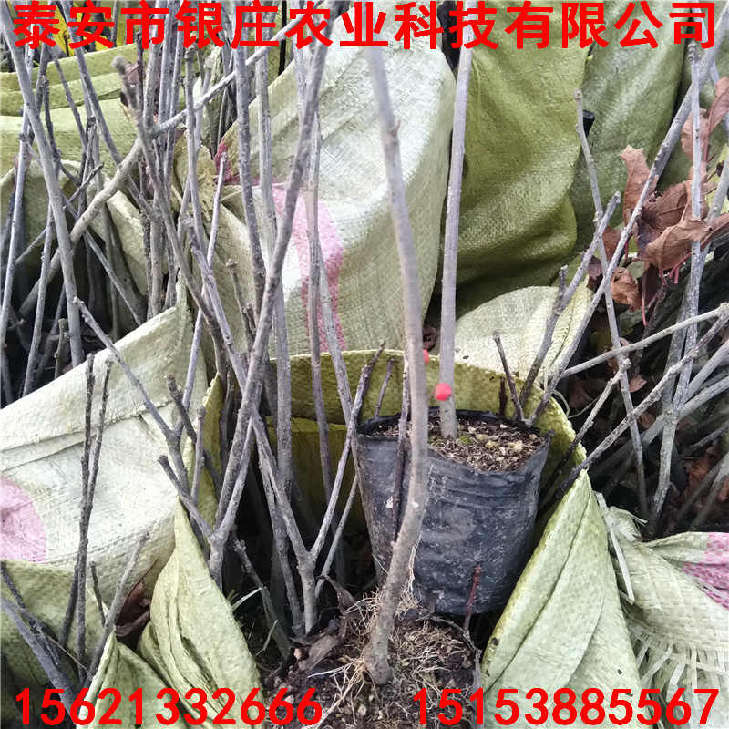 5公分冬红果海棠苗 观果植物