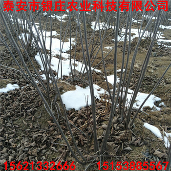 冬红果海棠树品种绿化苗冬红果海棠