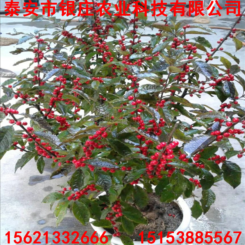 5公分冬红果海棠苗 观果植物
