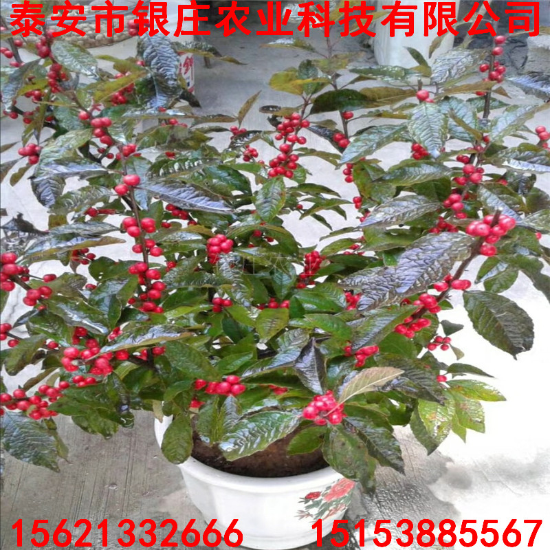 北美冬青盆栽北美冬青樹苗價格多少一支